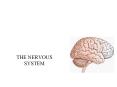 THE NERVOUS SYSTEM PowerPoint PPT Presentation