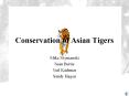 Conservation of Asian Tigers PowerPoint PPT Presentation