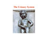 The Urinary System