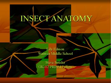 INSECT ANATOMY