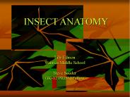 INSECT ANATOMY