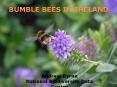 BUMBLE BEES IN IRELAND Andrew Byrne National Biodiversity PowerPoint PPT Presentation