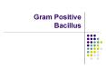 Gram Positive Bacillus PowerPoint PPT Presentation