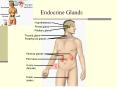 Endocrine Glands Hypothalamus Pineal gland Pituitary gland PowerPoint PPT Presentation