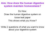 Aim: How does the human digestive system maintain homeostasis?