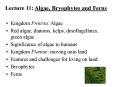 Lecture 11: Algae, Bryophytes and Ferns PowerPoint PPT Presentation