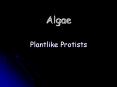 Algae Plantlike Protists LifeCycle of Oomycota Cellular PowerPoint PPT Presentation