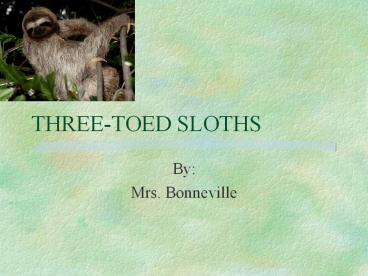 THREE-TOED SLOTHS