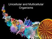 Unicellular and Multicellular Organisms