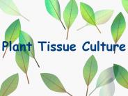 Plant Tissue Culture