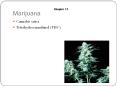 Marijuana Chapter 11 Cannabis sativa Tetrahydrocannabinol PowerPoint PPT Presentation