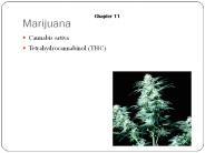 Marijuana Chapter 11 Cannabis sativa Tetrahydrocannabinol