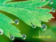 Celebrate life