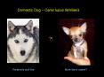 Domestic Dog – Canis lupus familiaris PowerPoint PPT Presentation