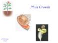 Plant Growth PowerPoint PPT Presentation