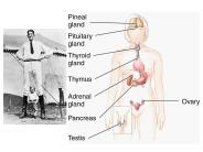 Regulating Growth and Development: The Plant Hormones
