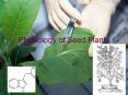 Physiology of Seed Plants PowerPoint PPT Presentation