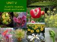 PLANTS: Anatomy, Growth and Function PowerPoint PPT Presentation
