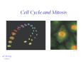 Cell Cycle and Mitosis PowerPoint PPT Presentation