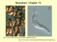 Mutualism: Chapter 15 PowerPoint PPT Presentation