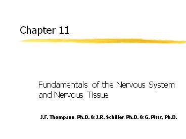 Fundamentals of the Nervous System and Nervous Tissue