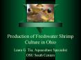 Production of Freshwater Shrimp Culture in Ohio PowerPoint PPT Presentation
