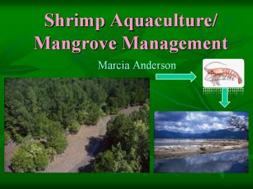 Shrimp Aquaculture/ Mangrove Management