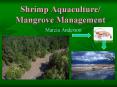 Shrimp Aquaculture/ Mangrove Management PowerPoint PPT Presentation