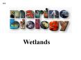 Wetlands PowerPoint PPT Presentation