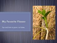 My favorite flower