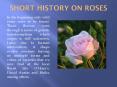 Short history on roses
