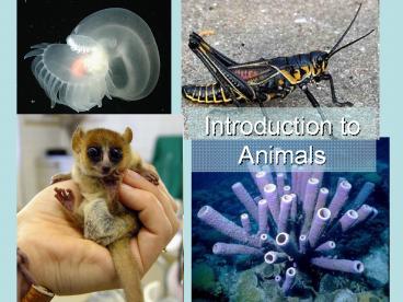 Introduction to Animals