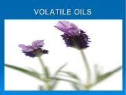 VOLATILE OILS