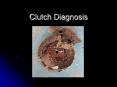 Clutch Diagnosis PowerPoint PPT Presentation