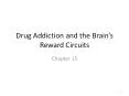 Drug Addiction and the Brain’s Reward Circuits PowerPoint PPT Presentation