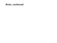 Brain, continued