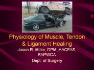 Physiology of Muscle, Tendon