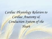 Cardiac Physiology Relation to Cardiac Anatomy
