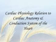 Cardiac Physiology Relation to Cardiac Anatomy PowerPoint PPT Presentation