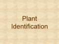 Plant Identification PowerPoint PPT Presentation