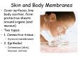 Skin and Body Membranes PowerPoint PPT Presentation