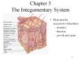 Chapter 5 The Integumentary System PowerPoint PPT Presentation