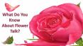 What Do You Know About Flower Talk? PowerPoint PPT Presentation
