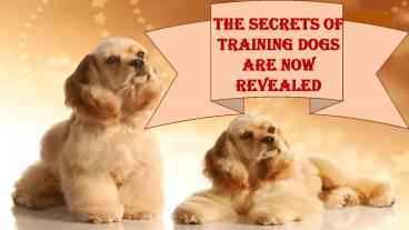 The Secrets of Training Dogs Are Now Revealed
