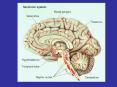 Location of Serotonin Neurons in the Raphe Nuclei PowerPoint PPT Presentation