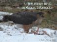 Unit V Winter Birds in Kansas Information PowerPoint PPT Presentation