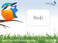 Birds PowerPoint PPT Presentation