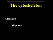The cytoskeleton