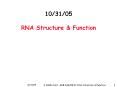 10/31/05  RNA Structure PowerPoint PPT Presentation