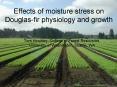 Effects of moisture stress on Douglas-fir physiology and growth PowerPoint PPT Presentation